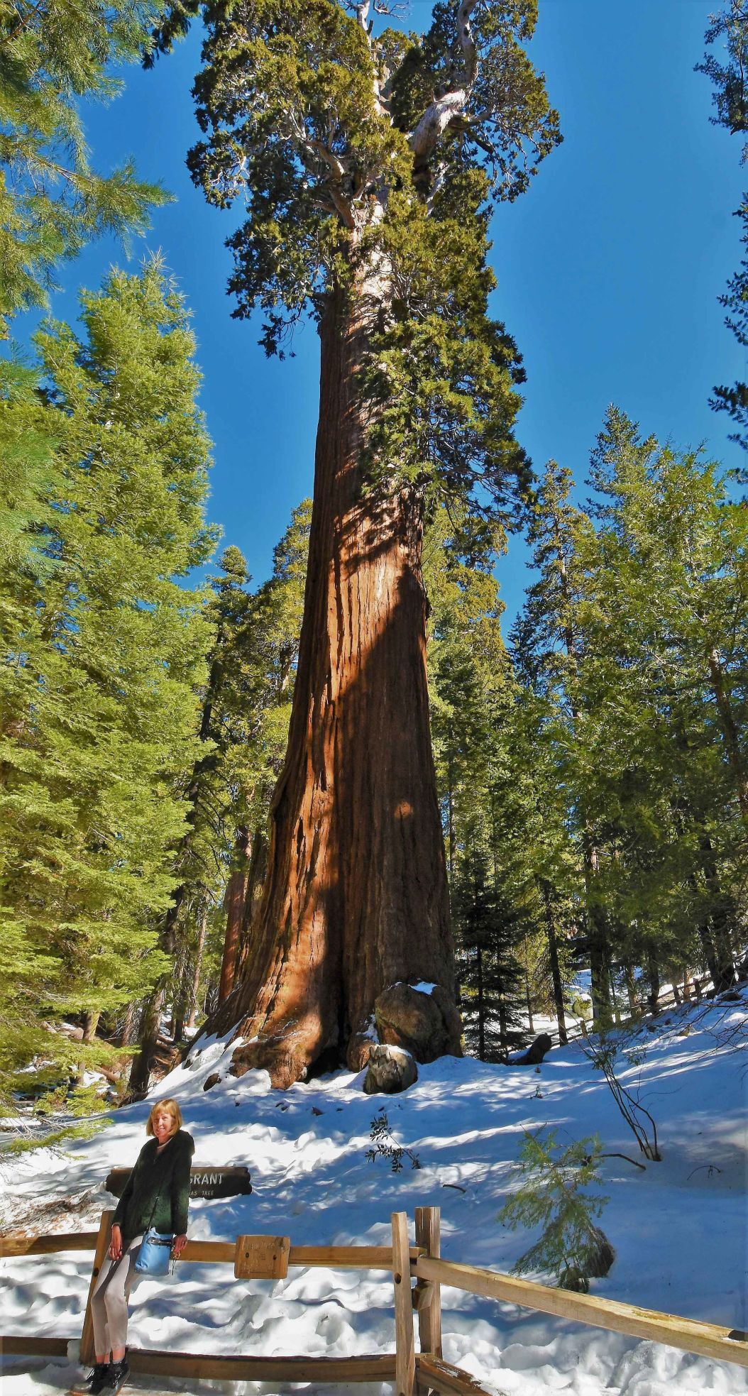 Trish by the General Grant Tree.jpg